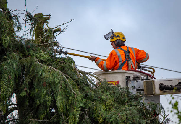 How Our Tree Care Process Works  in  Fremont Hills, MO