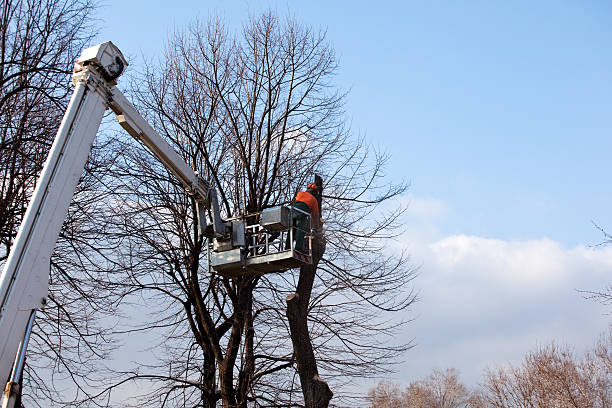 Best Tree Risk Assessment  in Frent Hills, MO