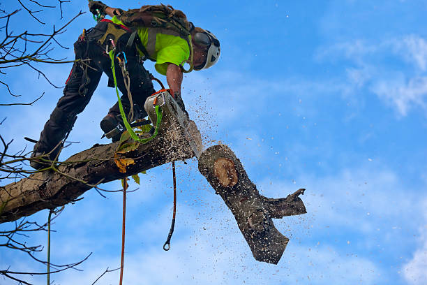 Best Hazardous Tree Removal  in Frent Hills, MO